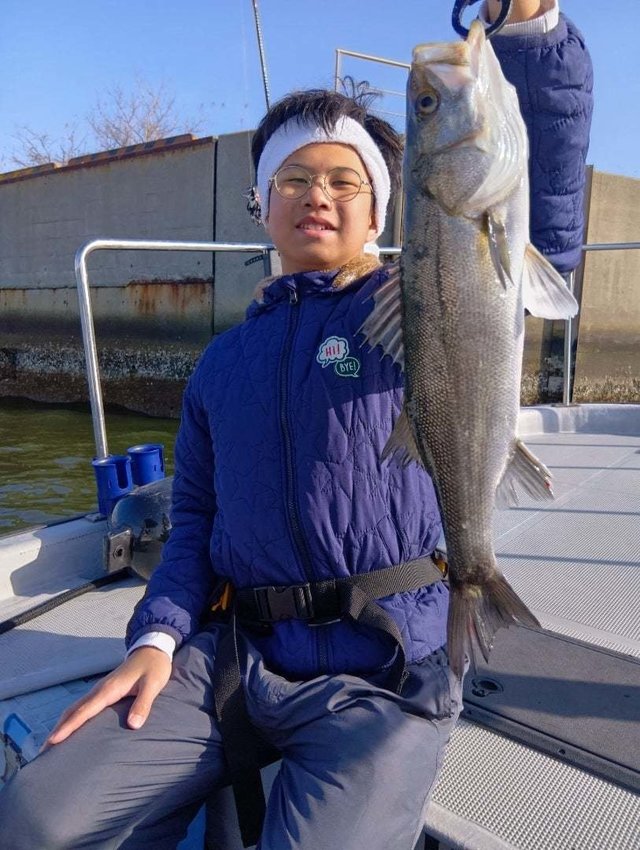 シーバス(スズキ)