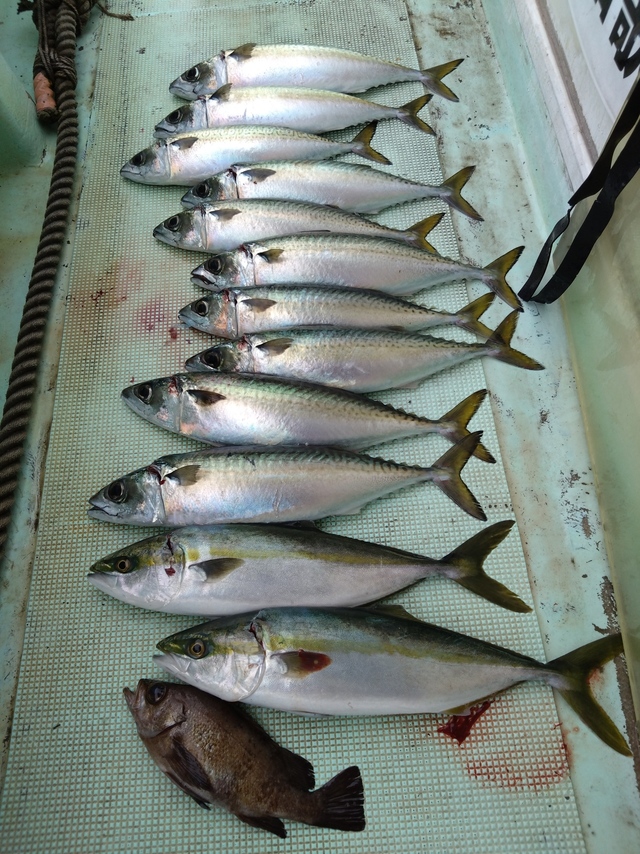 ハマチ(ブリ)・サバ(マサバ)・メバル