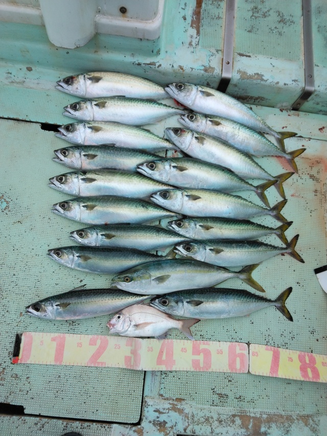 マダイ・ツバス(ブリ)・マサバ