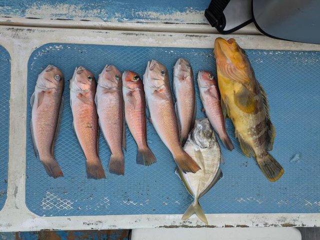 アマダイ(アカアマダイ)