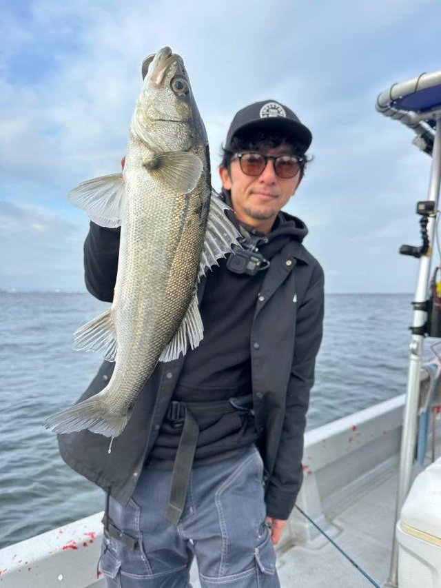 シーバス(スズキ)