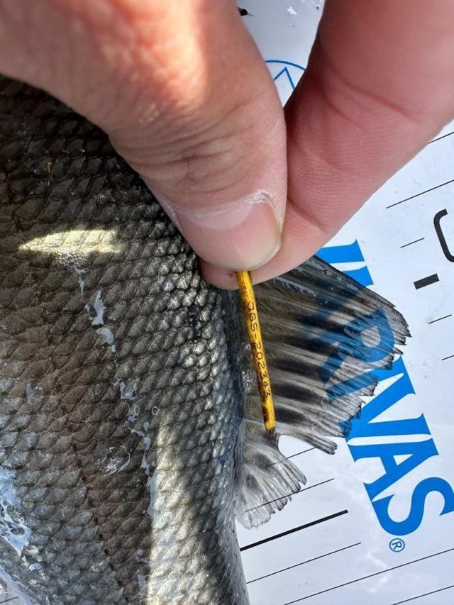 シーバス(スズキ)