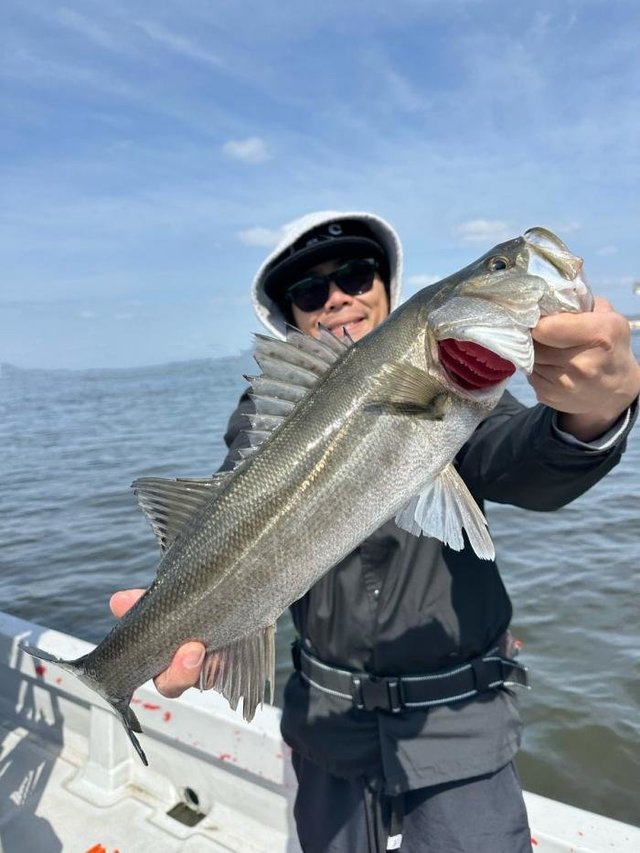 シーバス(スズキ)