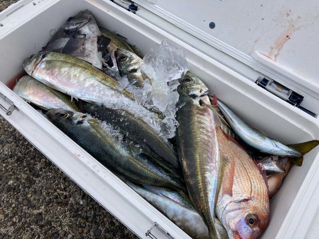 マダイ・アジ(マアジ)