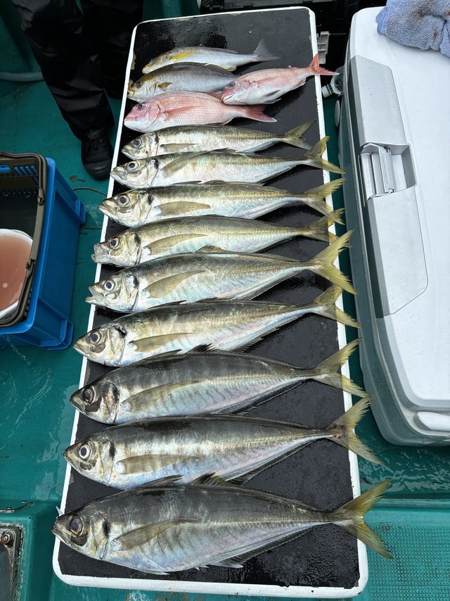 マダイ・マアジ