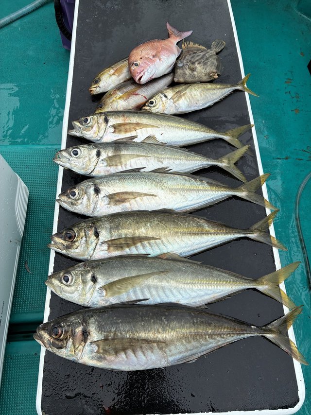 マダイ・マアジ