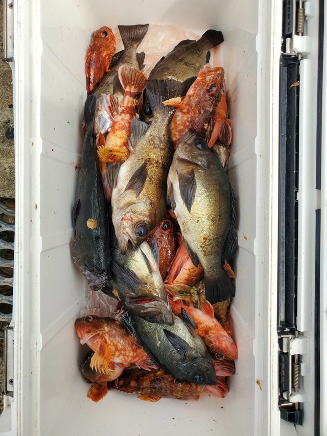 ガシラ(カサゴ)・メバル