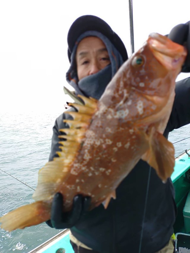 アコウ(アコウダイ)