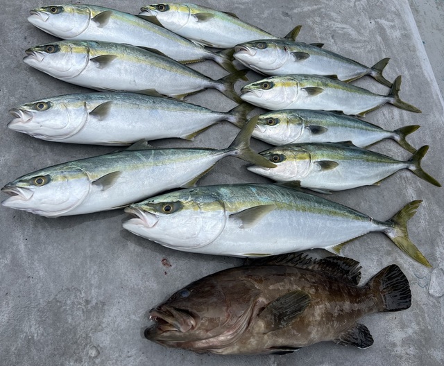 クエ・ハマチ(ブリ)・メジロ(ブリ)