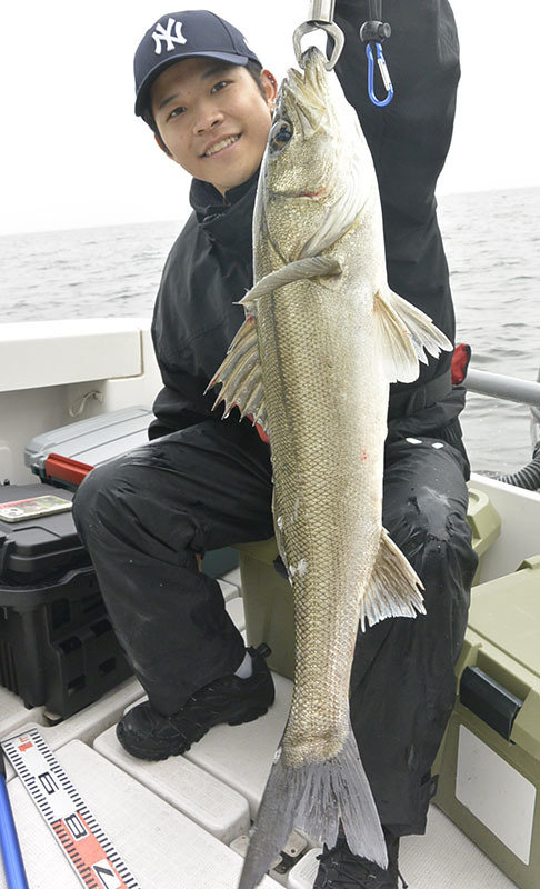 シーバス(スズキ)