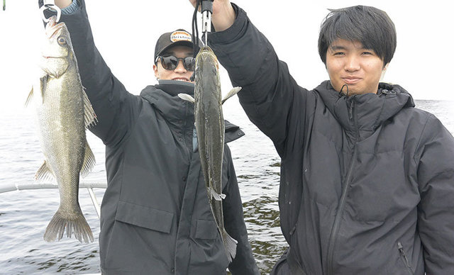 シーバス(スズキ)