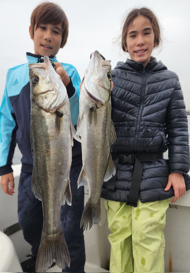 シーバス(スズキ)