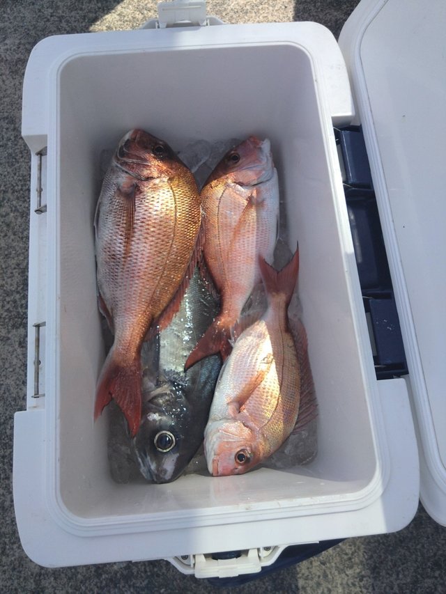 マダイ・メダイ