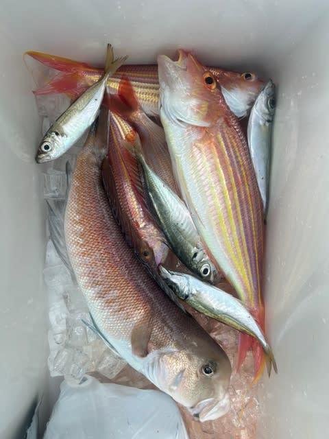 アジ(マアジ)・シロアマダイ・イトヨリダイ