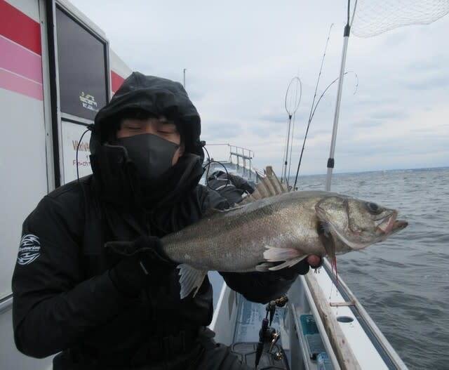 シーバス(スズキ)