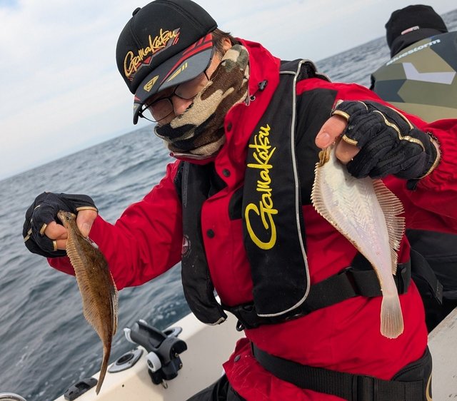 カレイ(マコガレイ)