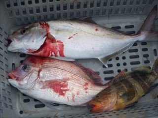 マダイ・カンパチ