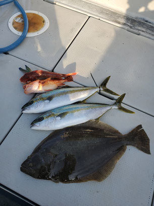 アラカブ(カサゴ)・ホウボウ・ヒラメ・ヒラ