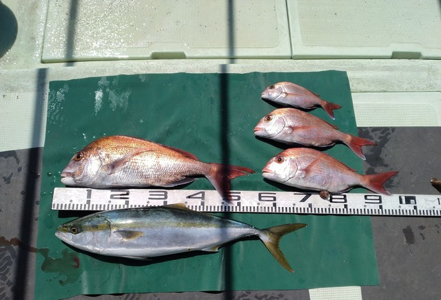 マダイ・ハマチ(ブリ)