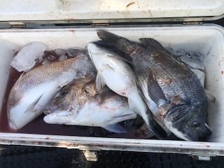 マダイ・チヌ(クロダイ)