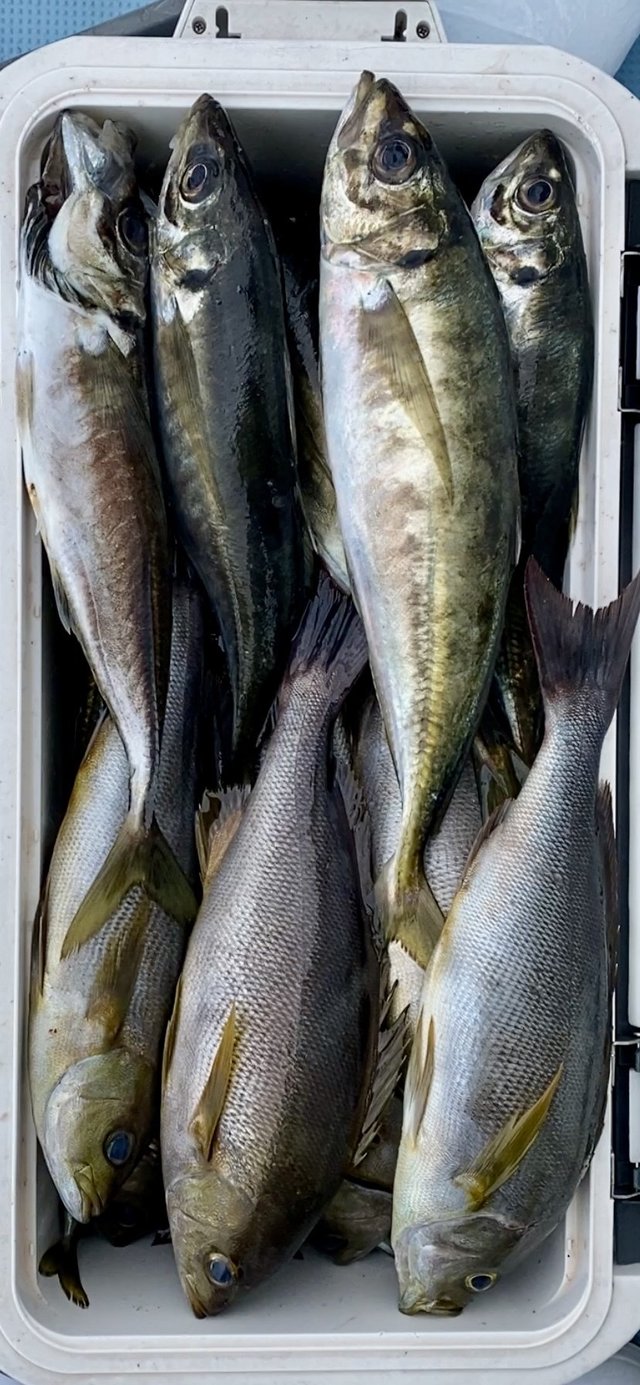 アジ(マアジ)・イサキ