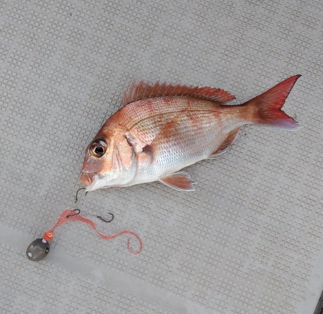 チャリコ(マダイ)