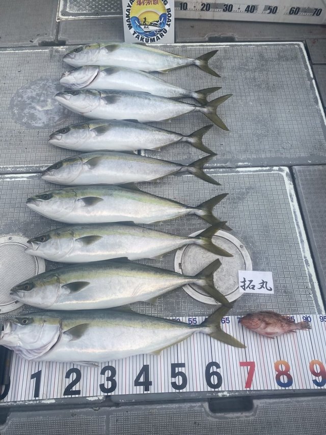 ハマチ(ブリ)・メジロ(ブリ)・ガシラ(カサゴ)