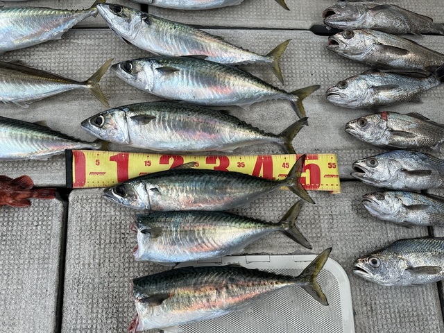 マサバ・クログチ