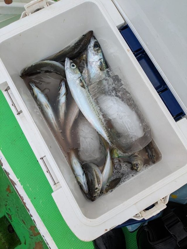 アジ(マアジ)・サバ(マサバ)