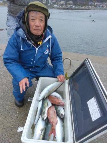 マダイ・イナダ(ブリ)