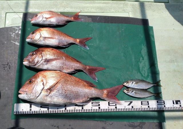 マダイ・マアジ