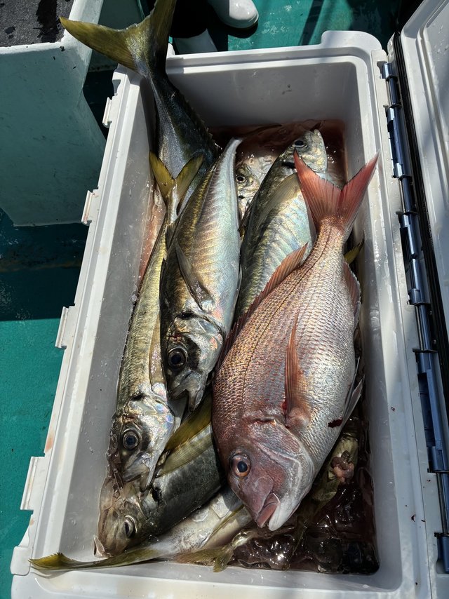 マダイ・マアジ