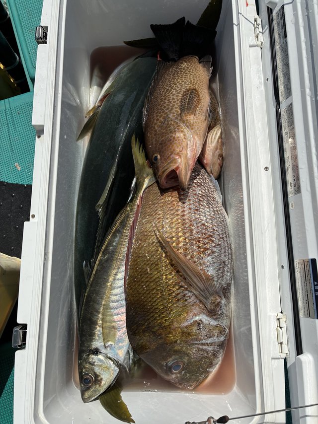 マダイ・オオモンハタ・マアジ・ブリ