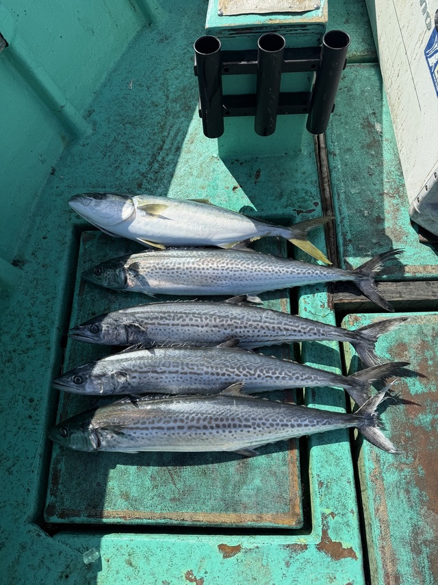 ハマチ(ブリ)・サワラ