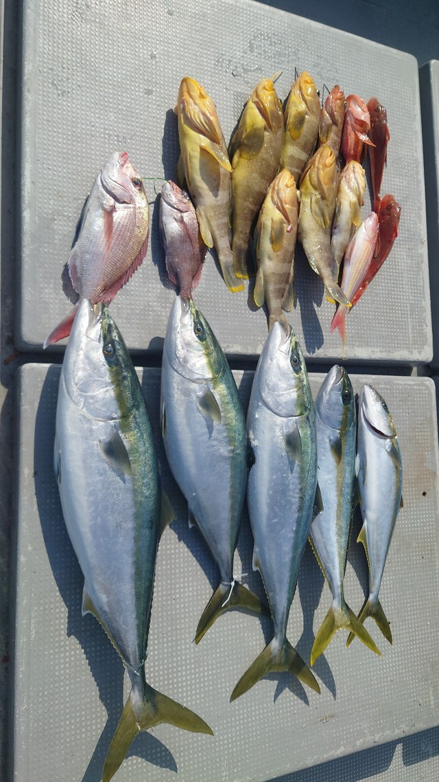 マダイ・ヤズ(ブリ)・ヒラゴ(ヒラマサ)