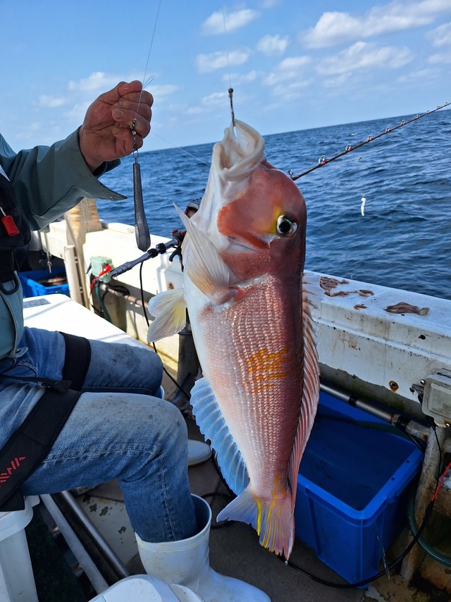 アマダイ(アカアマダイ)