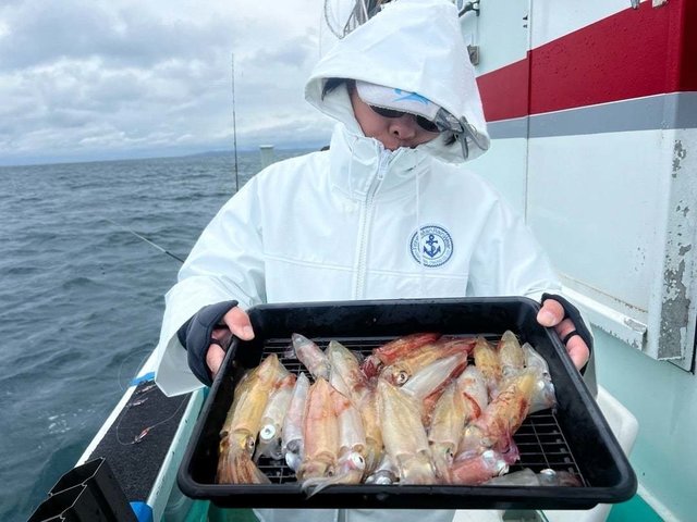 マルイカ(ケンサキイカ)