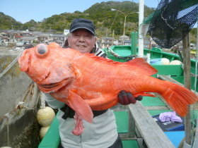 ベニアコウ(オオサガ)