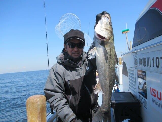 シーバス(スズキ)