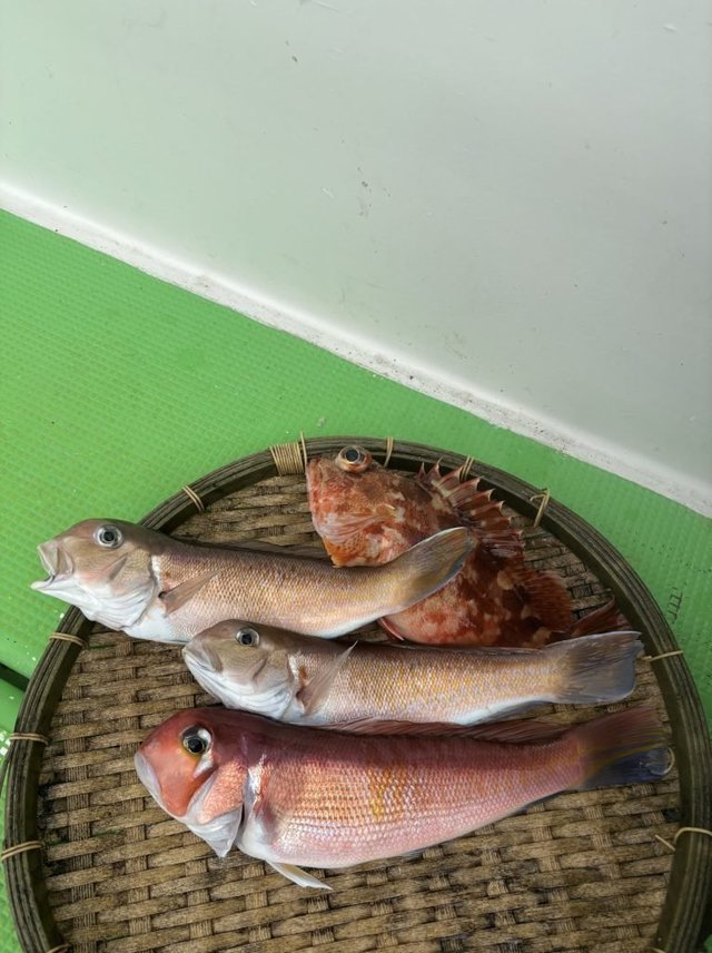 アマダイ(アカアマダイ)・カサゴ