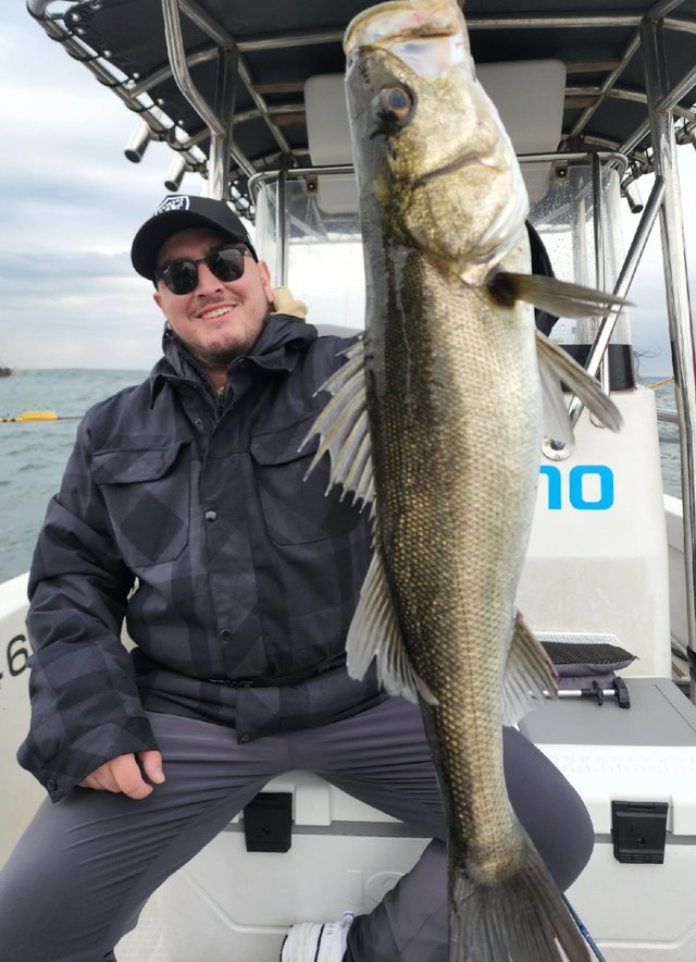 シーバス(スズキ)