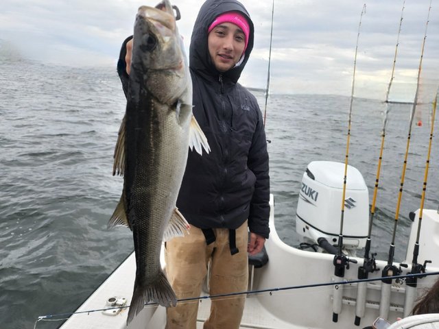 シーバス(スズキ)