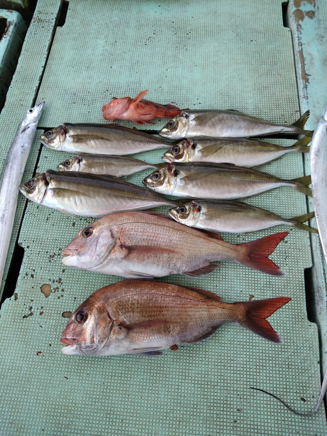 タイ(マダイ)・アジ(マアジ)