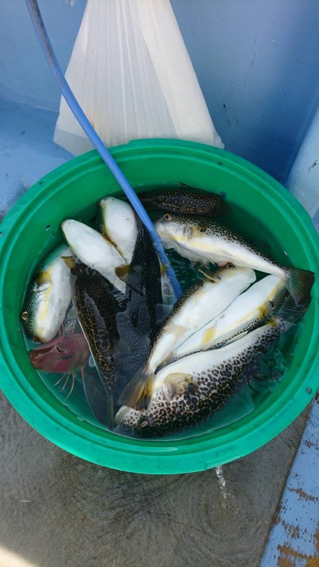 ショウサイフグ