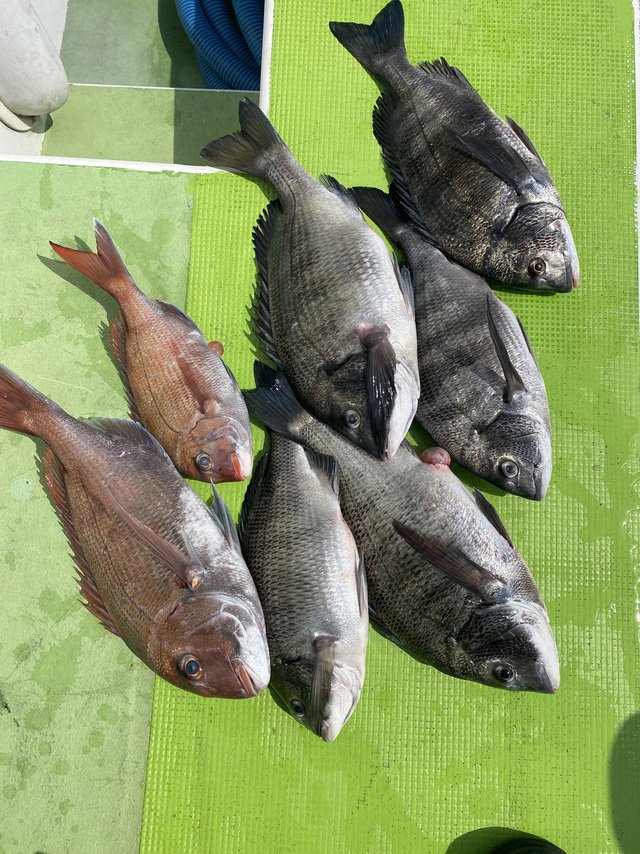 マダイ・クロダイ