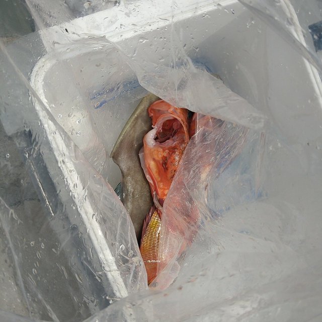 ガシラ(カサゴ)