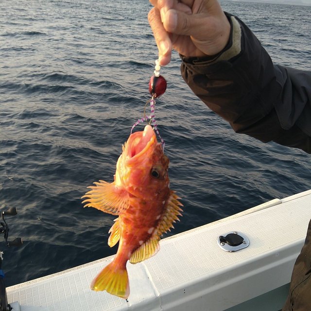 ガシラ(カサゴ)