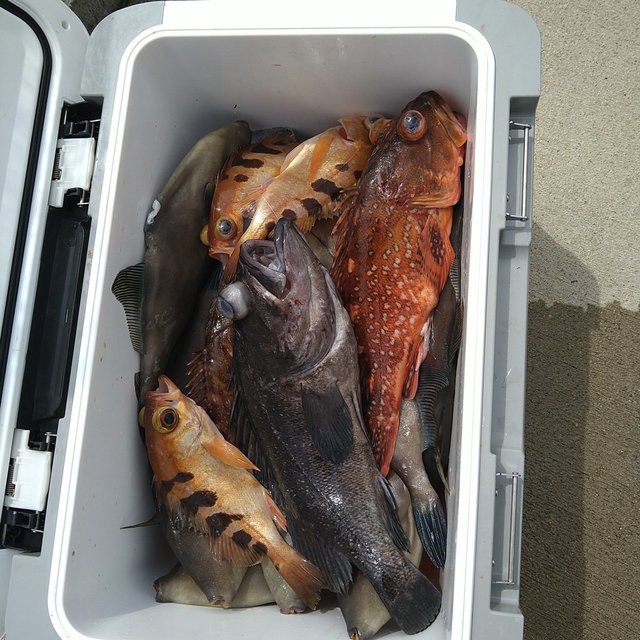 レンコ(キダイ)・ソイ(クロソイ)・ガシラ(カサゴ)・メバル・ウマヅラ(ウマヅラハギ)