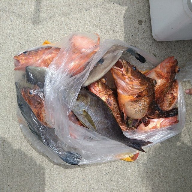 ガシラ(カサゴ)・メバル