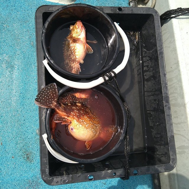 ガシラ(カサゴ)